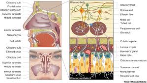 Image result for Drug-Induced Olfactory Dysfunction