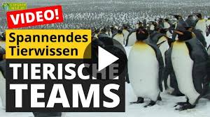 Wie alle verliebten pinguine haben sie in diesem jahr ein nest aus kieseln für ihren nachwuchs gebaut. Video Tierische Teams