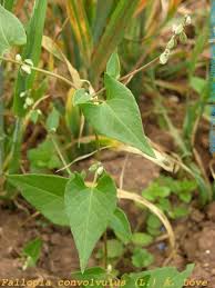 Image result for Fallopia convolvulus