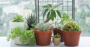 These succulents are ideal for use in your home or office. How To Grow Succulents Indoors My Garden Life