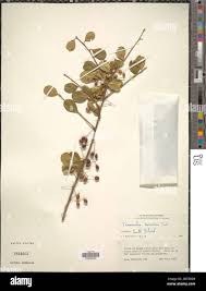 Image result for Terminalia boivinii