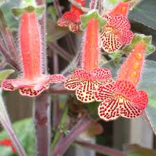 Image result for Kohleria