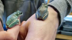 Litoria / ranoidea (white's tree frog) here you will find our morphs of white's tree frogs! Josh S Frogs White S Tree Frogs Now 10 Off Facebook
