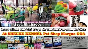 Mombasa, mombasa county +254 717 859 249 or 0738 849 706. Shelke Kenel Pet Shop Goa Turtlesforsale Catsdogs Aquariumfishstore Goa Pet Shop Turtles For Sale Love Birds Pet