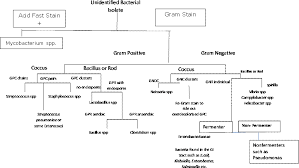 Using The Flow Chart Below Determine The Most Likely Genus