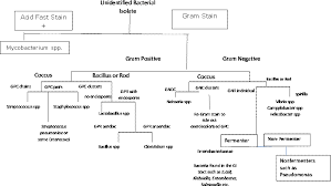 using the flow chart below determine the most likely genus