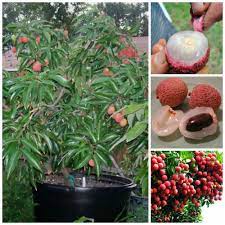 After cutting the trees do not remove the stumps now you know how to grow plantains, the process is not so simple but it gives a good result. Dwarf Lychee Litchi Chinensis Tree Seeds The Best Kept Ancient Chinese Secret Growing Fruit Trees Bonsai Fruit Tree Fruit Plants