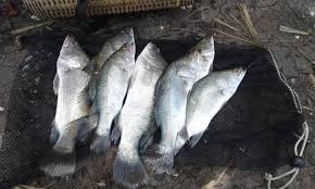 Jun 04, 2021 · sambut musim panas, pubg mobile siapkan kejuaraan bagi penggemar. Panen Barramundi Ketika Mancing Di Pinggiran Tambak Jejaring