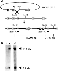 Image result for MCAD Deficiency