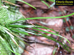 Image result for Vittaria