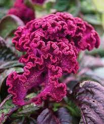 Celosia Cristata Dracula S Fert Hum Bd Planter Avant Floraison Secher Automne Couleur Reste Annual Flowers Flower Seeds Flowers