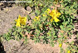 Image result for Rhigozum brevispinosum