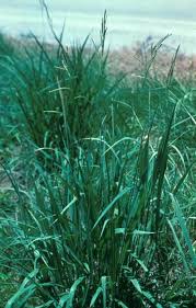 Image result for Paspalum urvillei