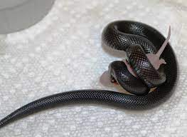 Mexican Black Kingsnake Black Mamba Snake Snake Mexican Black Kingsnake