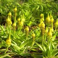 Image result for Cadaba natalensis