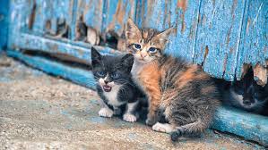Últimas noticias sobre dia del gato. Twitter Celebra El Dia Internacional Del Gato Rt
