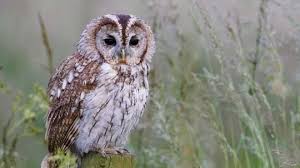 But do owls and cats get along in the real world? Identify Uk Owl Calls Tell A Tawny From A Barn Owl Woodland Trust