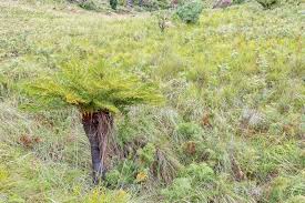 Image result for Cyathea dregei
