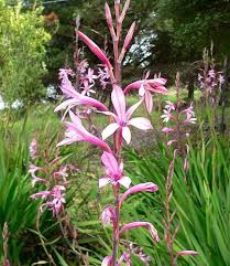Image result for Watsonia borbonica
