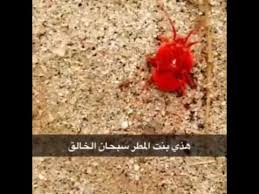 بنت المطر youtube