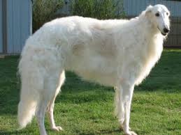 My Dream Dog The Borzoi They Are Quiet And Graceful Like A Greyhound With Long Hair Borzoi Puppy Borzoi Borzoi Dog