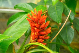 Image result for Coccinia senensis