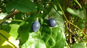 Image result for Passiflora suberosa