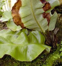 Image result for Elaphoglossum macropodium