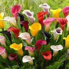 Gardens Alive 1 Pack Purple Sensation Calla Lily Bulbs Lowes Com Lily Bulbs Calla Lily Bulbs Planting Bulbs