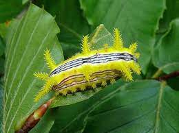 How Long Do Caterpillars Live