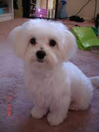 Check spelling or type a new query. Otis S New Haircut Maltese Dogs Forum Spoiled Maltese Forums Maltese Puppy Maltese Puppy Haircuts Maltese Dogs