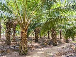Bentuk tunas yang berwarna putih. Budak 4 Tahun Hilang Di Ladang Kelapa Sawit