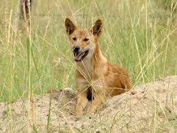 A Dingo Among Grasslands At Carnarvon Reserve Qld Photo Kent Womack Dingo Ancient Dogs Wild Dogs