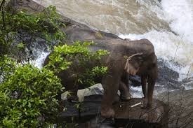 Khao yai is a nature lover's paradise, with a host of wildlife native only to thailand. Trying To Rescue Baby Six Wild Elephants Plunge To Death At Thai Waterfall The Times Of Israel