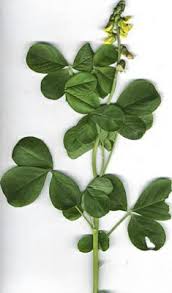 Image result for Crotalaria insignis