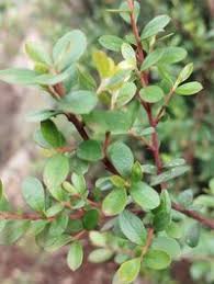 Image result for Myrsine africana