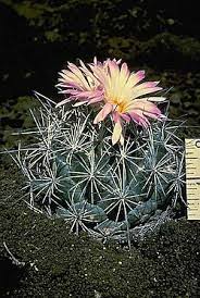 Cuantas más espinas tenga el cactus, mayor es la protección contra el sol. Cactaceae Wikipedia La Enciclopedia Libre