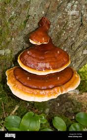 Image result for Ganoderma tsugae