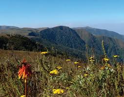 Image result for Tridactyle anthomaniaca