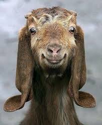Funny Goat Pictures 50 Awesome Images Animals Cute Animals Happy Animals