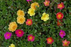 Essa può essere raccolta allo stato spontaneo o coltivata. 64 Rose Moss Ideas Portulaca Grandiflora Rose Moss