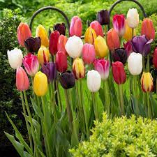 Same day or next day delivery is available. Bloomsz Single Late Tulip Mix Flower Bulb 10 Pack 07619 The Home Depot Bulb Flowers Tulip Bulbs Garden Bulbs