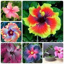 Product Type Bonsai Use Outdoor Plants Cultivating Difficulty Degree Very Easy Classification Happy Farm Full Blo Hibiscus Plant Hibiscus Tree Flower Seeds