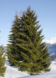 The colorado blue spruce is considered a 'transplant', so there was a petition to have it changed to honor native trees. Spruce Wikipedia