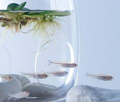 水中的意境 讓魚兒在水缸裡成為藝術的一份子 everyday object aquarium design waterscape fish tank