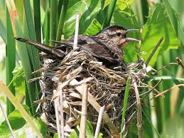 Image result for Flyte Blackbird Nest Box