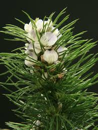Image result for Psoralea arborea