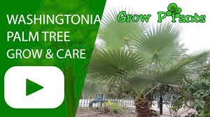 While the tree remains less than 20 feet tall, homeowners can successfully prune their mexican drop the frond to the ground. Washingtonia Palm Tree Youtube