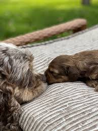 Cockapoo puppies are cute, cuddly and bundles of energy. Cockapoo Puppies In Wisconsin Top Breeders 2021 We Love Doodles