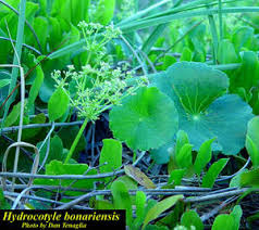 Image result for Hydrocotyle bonariensis